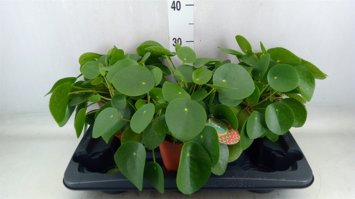 <h4>Pilea peperomoides</h4>