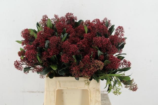 <h4>SKIM RUBELLA PER BUNCH 10BL</h4>