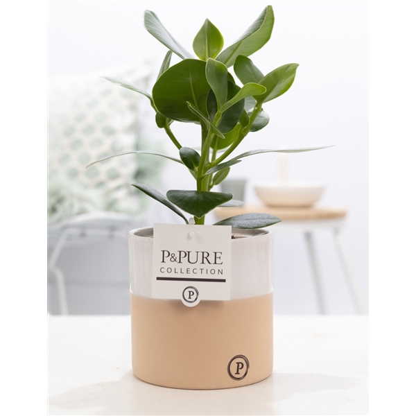 <h4>Clusia Rosea Princess in P&PURE Rosy ceramics</h4>