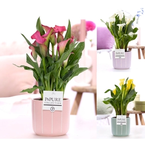 Zantedeschia mix in P&PURE Fleur ceramics ass. 3