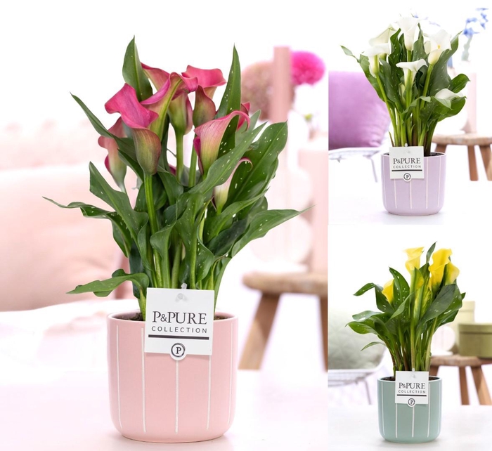 <h4>Zantedeschia mix in P&PURE Fleur ceramics ass. 3</h4>
