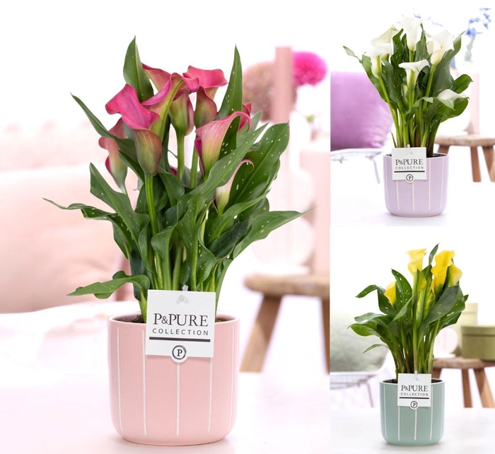 <h4>Zantedeschia mix in P&PURE Fleur ceramics ass. 3</h4>