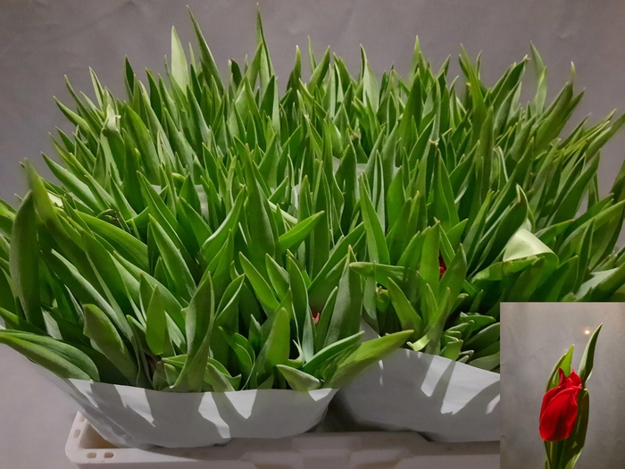 <h4>TU LI PRETTY WOMAN</h4>