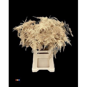 Asp Lang Antique Gold