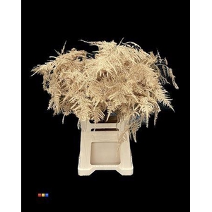 Asp Extra Antique Gold