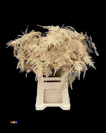 <h4>Asp Extra Antique Gold</h4>