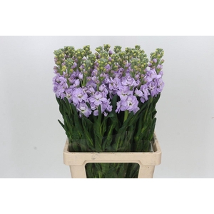 Matthiola Iron Marine