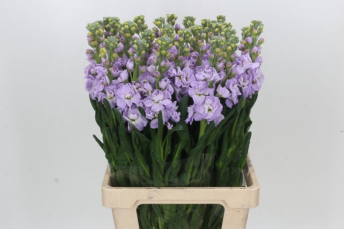 <h4>Matthiola Iron Marine</h4>