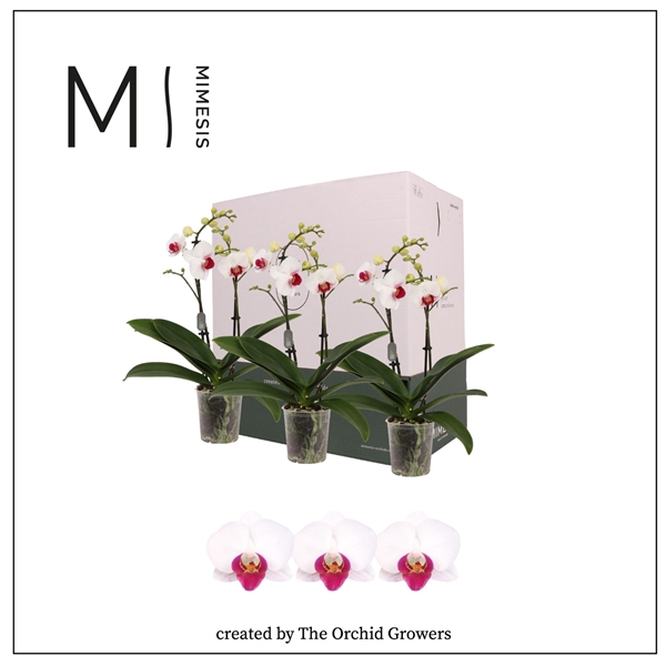 <h4>Mimesis Phal. Red Lip - 2 spike 9cm Less Plastic</h4>