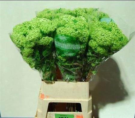 <h4>Viburnum Roseum St 90 Cm 4 Hd</h4>