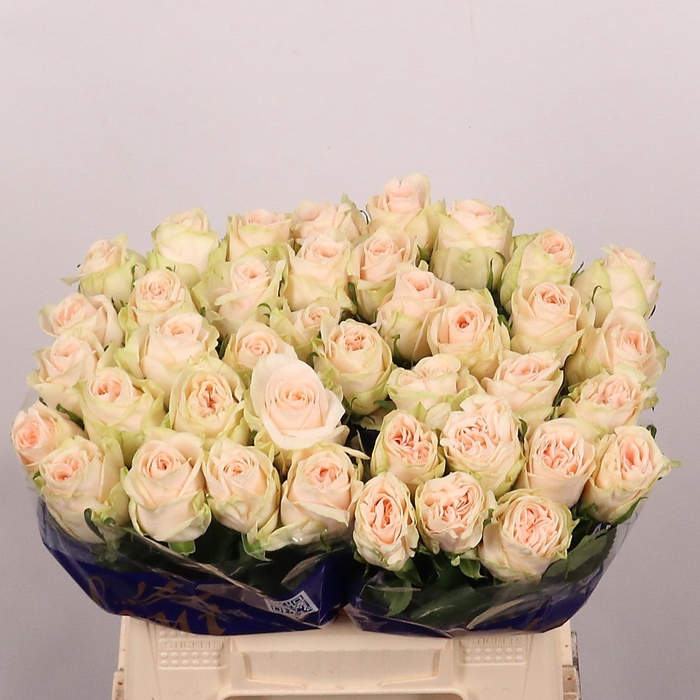 <h4>R Gr Wedding Rose</h4>