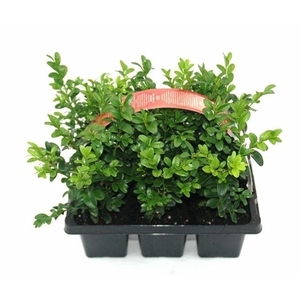 Buxus overig