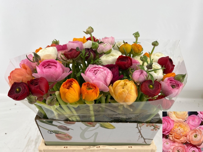 <h4>RAN GEM IN BOS</h4>