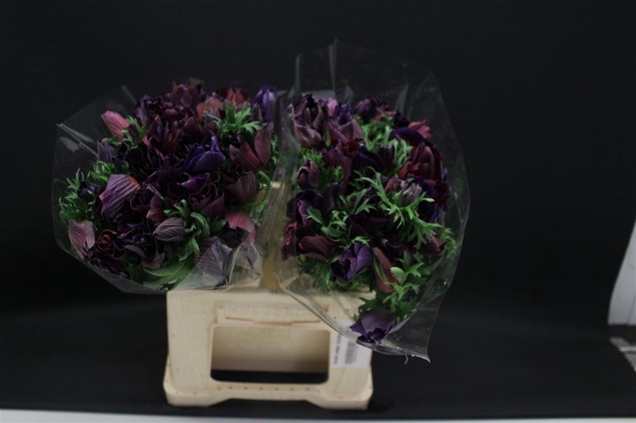 <h4>Anem Zwaar Bordeaux</h4>