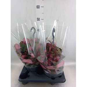 Saxifraga stol.