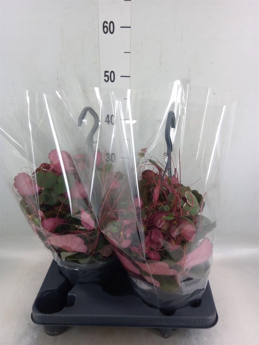 <h4>Saxifraga stol.</h4>