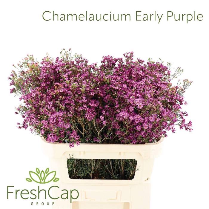 <h4>Chamelaucium Early Purple</h4>