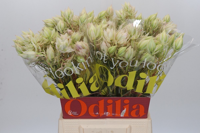 <h4>Blushing Bride 4/6 Flowers</h4>