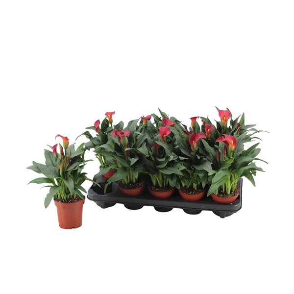<h4>4+ Zantedeschia Sweet Chili (rood) Diamond Selection</h4>