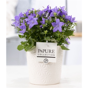 Campanula 'Napoli' Pure Juliette