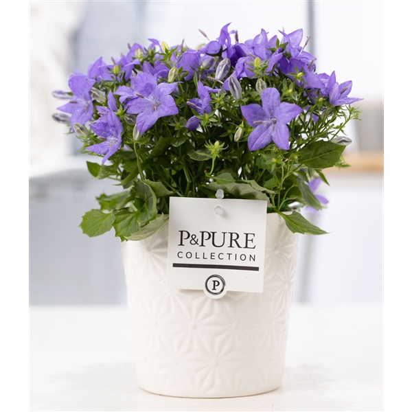 <h4>Campanula 'Napoli' Pure Juliette</h4>