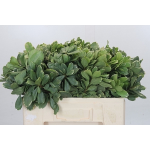 Pittosporum Ilan