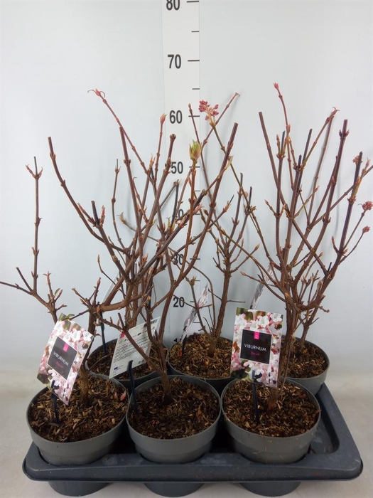 <h4>Viburnum bodnant. 'Dawn'</h4>