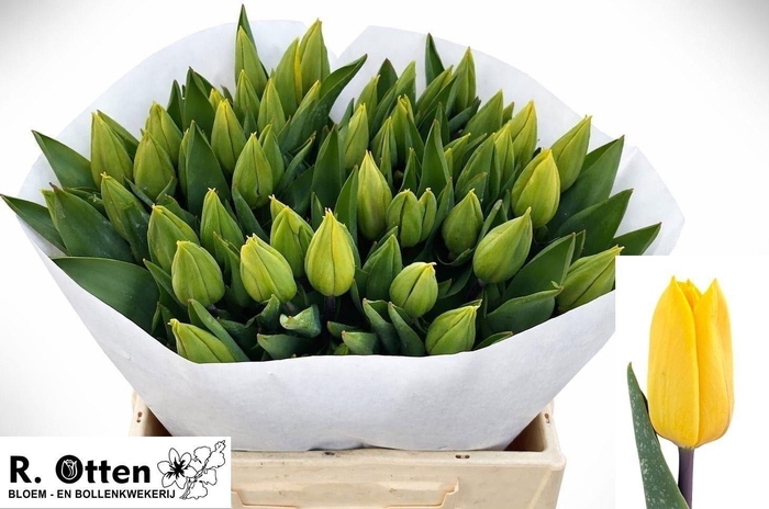 <h4>TU EN STRONG GOLD</h4>