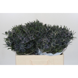 Eryngium Magical Blue Lagoon