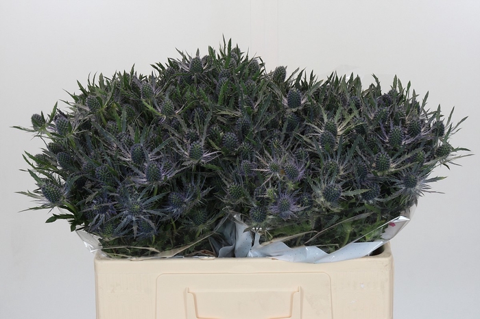 <h4>Eryngium Magical Blue Lagoon</h4>