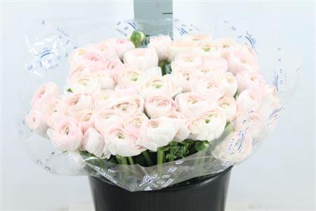 <h4>Ranunculus Cl Dream Baby Pink Extra X50</h4>