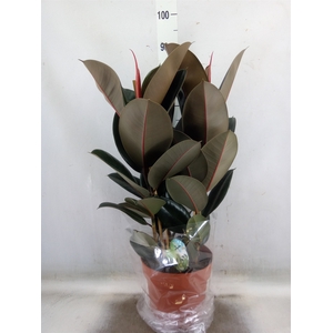 Ficus elastica 'Abidjan'