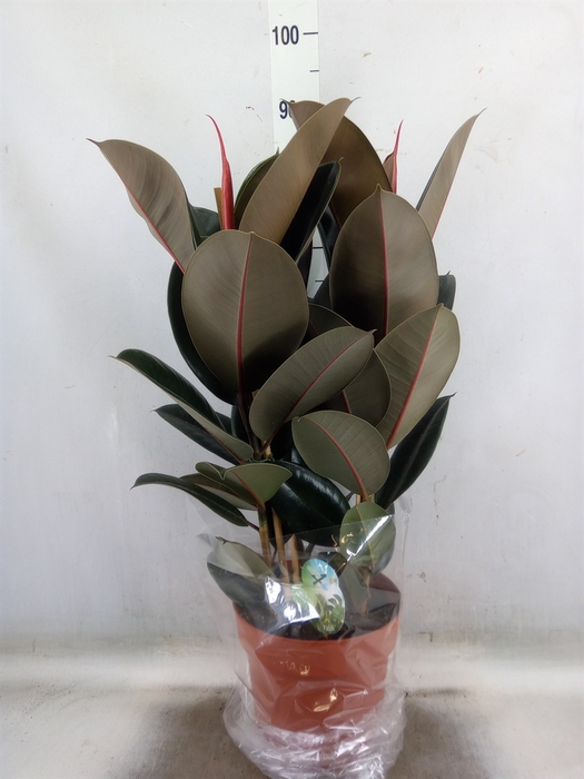 <h4>Ficus elastica 'Abidjan'</h4>