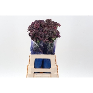 Di St Extasis Copper hi 60cm