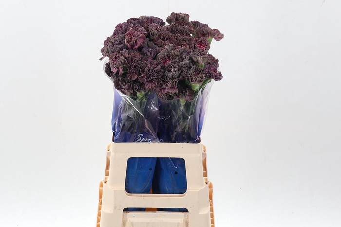 <h4>Di St Extasis Copper hi 60cm</h4>