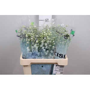 Delph Du Mag F Skyblue Wb