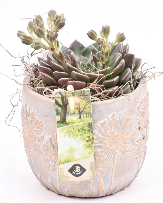 <h4>Cement pot bloemdecor 11,5cm</h4>