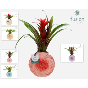 Keramiek Medium pot met Guzmania