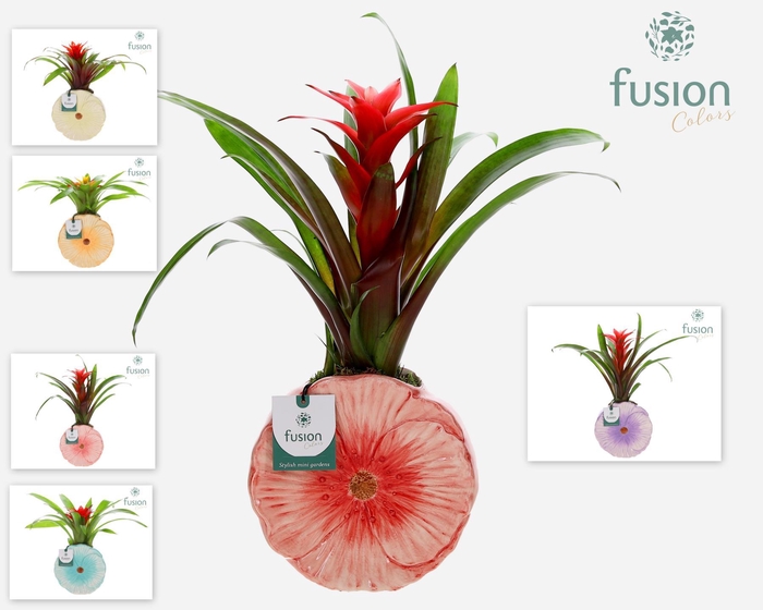 <h4>Keramiek Medium pot met Guzmania</h4>