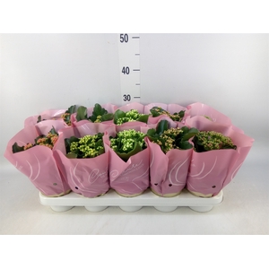 Kalanchoe blos.   ..rosebud mix