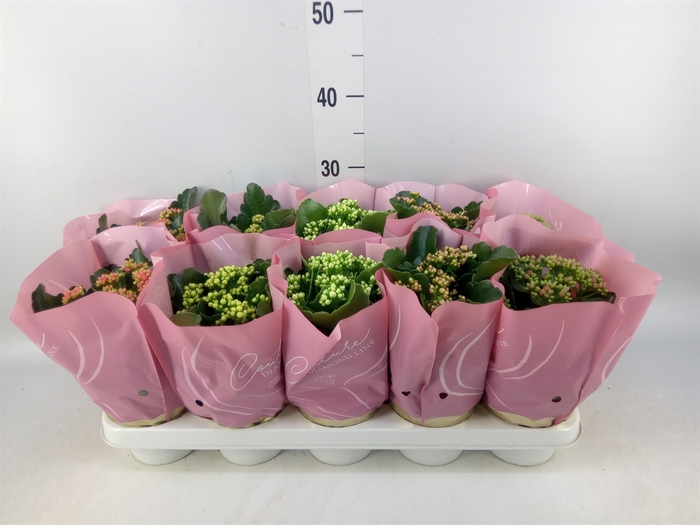 <h4>Kalanchoe blos.   ..rosebud mix</h4>