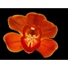 Cymb. Or Fiery Queen