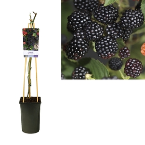 Rubus 'Black Satin' +light label