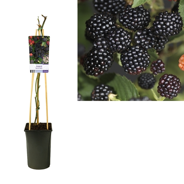 <h4>Rubus 'Black Satin' +light label</h4>