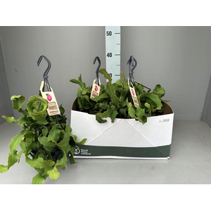 EPIPHYLL GUAT MONSTR