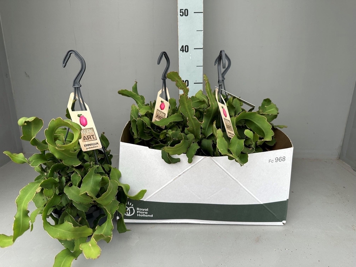 <h4>EPIPHYLL GUAT MONSTR</h4>