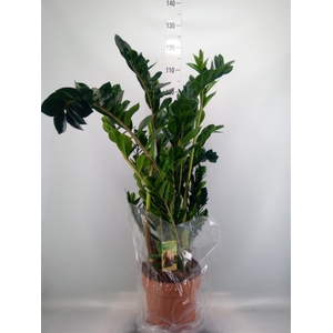 Zamioculcas zamiifolia