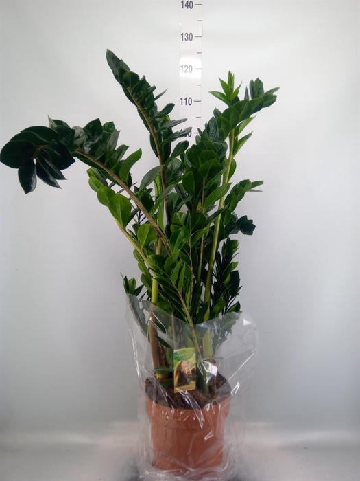 <h4>Zamioculcas zamiifolia</h4>