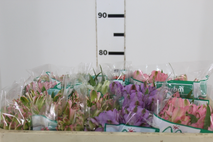 <h4>ALSTROEMERIA VARIADO 080 CM</h4>