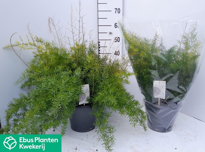 <h4>ASPAR D SPRENGERI</h4>